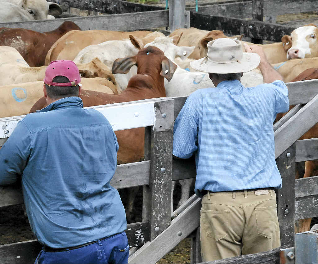 Buyers inspect cattle at yesterday’s cattle sale. Buyers inspect cattle at yesterday’s cattle sale.